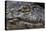 Brazil, Mato Grosso, the Pantanal, the Transpantaneira Highway, Black Caiman Eye and Mouth Detail-Ellen Goff-Premier Image Canvas