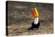 Brazil, Mato Grosso, the Pantanal. Toco Toucan Feeding on Insects-Ellen Goff-Premier Image Canvas