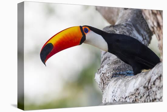 Brazil, Mato Grosso, the Pantanal, Toco Toucan on a Tree Limb-Ellen Goff-Premier Image Canvas