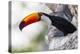 Brazil, Mato Grosso, the Pantanal, Toco Toucan on a Tree Limb-Ellen Goff-Premier Image Canvas