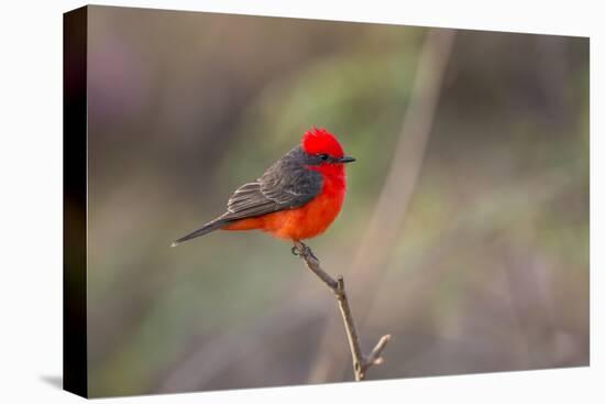 Brazil, Mato Grosso, the Pantanal. Vermillion Flycatcher Portrait-Ellen Goff-Premier Image Canvas