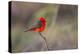 Brazil, Mato Grosso, the Pantanal. Vermillion Flycatcher Portrait-Ellen Goff-Premier Image Canvas