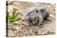 Brazil, Mato Grosso, the Pantanal. Walking Black Tegu-Ellen Goff-Premier Image Canvas