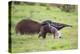 Brazil, Pantanal, Mato Grosso Do Sul. a Female Giant Anteater or Ant Bear with a Baby on its Back.-Nigel Pavitt-Premier Image Canvas