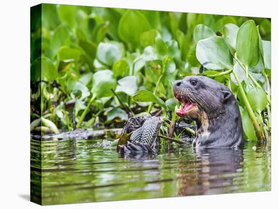 Brazil, Pantanal, Mato Grosso Do Sul. a Giant River Otter Eating an Armoured Catfish-Nigel Pavitt-Premier Image Canvas