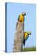 Brazil, Pantanal, Mato Grosso Do Sul. a Pair of Beautiful Blue-And-Yellow Macaws.-Nigel Pavitt-Premier Image Canvas