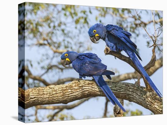 Brazil, Pantanal, Mato Grosso Do Sul. a Pair of Hyacinth Macaws. L.-Nigel Pavitt-Premier Image Canvas