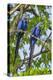 Brazil, Pantanal, Mato Grosso Do Sul. a Pair of Hyacinth Macaws.-Nigel Pavitt-Premier Image Canvas