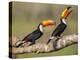 Brazil, Pantanal, Mato Grosso Do Sul. a Pair of Spectacular Toco Toucans Feeding.-Nigel Pavitt-Premier Image Canvas