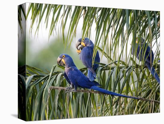Brazil, Pantanal, Mato Grosso Do Sul. Hyacinth Macaws Roosting in a Palm.-Nigel Pavitt-Premier Image Canvas
