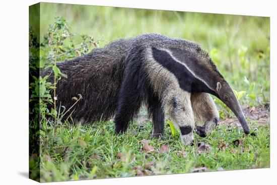 Brazil, Pantanal, Mato Grosso Do Sul. the Giant Anteater or Ant Bear-Nigel Pavitt-Premier Image Canvas