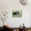 Brazil, Pantanal, Mato Grosso Do Sul. the Giant Anteater or Ant Bear-Nigel Pavitt-Premier Image Canvas displayed on a wall