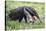 Brazil, Pantanal, Mato Grosso Do Sul. the Giant Anteater or Ant Bear-Nigel Pavitt-Premier Image Canvas