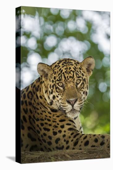 Brazil, Pantanal. Portrait of wild resting jaguar.-Jaynes Gallery-Premier Image Canvas