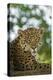 Brazil, Pantanal. Portrait of wild resting jaguar.-Jaynes Gallery-Premier Image Canvas