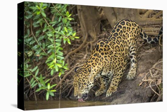 Brazil, Pantanal. Wild jaguar drinking.-Jaynes Gallery-Premier Image Canvas