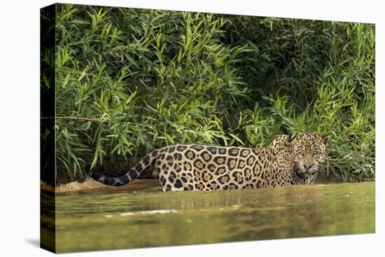 Brazil, Pantanal. Wild jaguar in water.-Jaynes Gallery-Premier Image Canvas