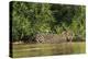 Brazil, Pantanal. Wild jaguar in water.-Jaynes Gallery-Premier Image Canvas