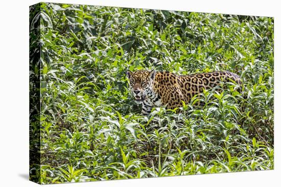 Brazil, Pantanal-Nigel Pavitt-Premier Image Canvas