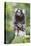 Brazil, Sao Paulo, Common Marmosets in the Trees-Ellen Goff-Premier Image Canvas