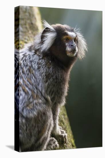 Brazil, Sao Paulo, Common Marmosets in the Trees-Ellen Goff-Premier Image Canvas