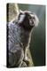 Brazil, Sao Paulo, Common Marmosets in the Trees-Ellen Goff-Premier Image Canvas