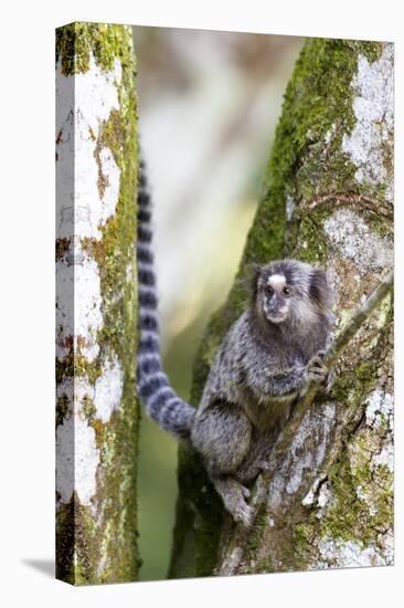 Brazil, Sao Paulo. Common Marmosets in the Trees-Ellen Goff-Premier Image Canvas