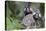 Brazil, Sao Paulo, Common Marmosets in the Trees-Ellen Goff-Premier Image Canvas