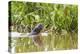 Brazil, The Pantanal, A giant otter swims among the water hyacinth.-Ellen Goff-Premier Image Canvas