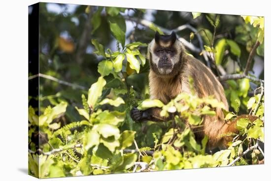 Brazil, The Pantanal. Brown Capuchin monkey eating fruit in a tree.-Ellen Goff-Premier Image Canvas