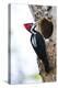 Brazil, The Pantanal, Female crimson-crested woodpecker at the nest hole.-Ellen Goff-Premier Image Canvas