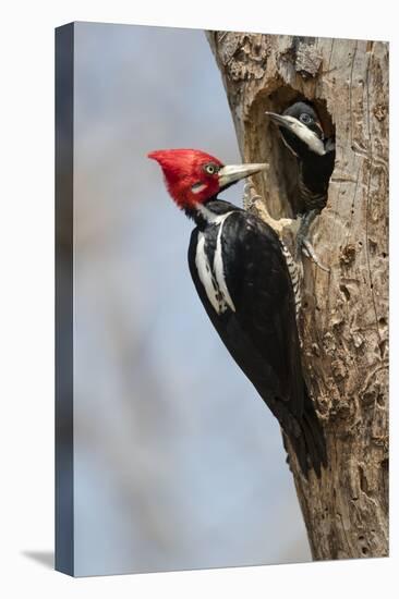 Brazil, The Pantanal, Male crimson-crested woodpecker at the nest hole with its young.-Ellen Goff-Premier Image Canvas