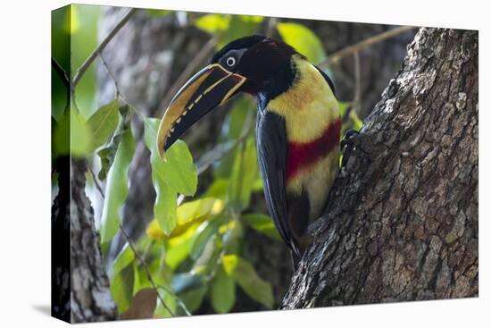 Brazil, The Pantanal. Portrait of a chestnut-eared aracari on a tree trunk.-Ellen Goff-Premier Image Canvas