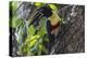 Brazil, The Pantanal. Portrait of a chestnut-eared aracari on a tree trunk.-Ellen Goff-Premier Image Canvas