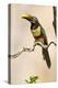 Brazil, The Pantanal. Portrait of a chestnut-eared aracari sitting on a vine.-Ellen Goff-Premier Image Canvas