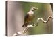 Brazil, The Pantanal. Portrait of a rufous-bellied thrush on a vine.-Ellen Goff-Premier Image Canvas