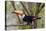 Brazil, The Pantanal. Portrait of a toco toucan sitting on a branch.-Ellen Goff-Premier Image Canvas