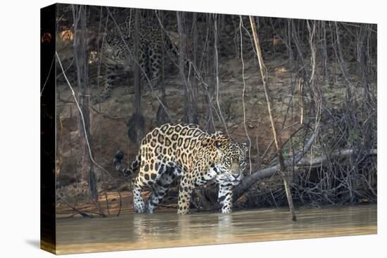 Brazil, The Pantanal, Rio Cuiaba, A female jaguar and her cub on the river.-Ellen Goff-Premier Image Canvas