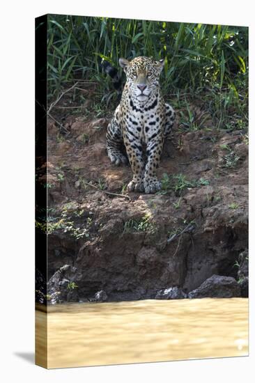 Brazil, The Pantanal, Rio Cuiaba, A female jaguar sits on the river bank watching for prey.-Ellen Goff-Premier Image Canvas