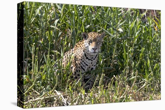 Brazil, The Pantanal, Rio Cuiaba, A female jaguar sits on the river bank watching for prey.-Ellen Goff-Premier Image Canvas