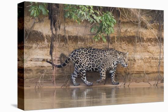 Brazil, The Pantanal, Rio Cuiaba, A jaguar walks along the banks of the river looking for prey.-Ellen Goff-Premier Image Canvas