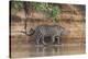 Brazil, The Pantanal, Rio Cuiaba, A jaguar walks along the banks of the river looking for prey.-Ellen Goff-Premier Image Canvas