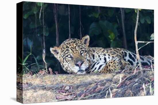 Brazil, The Pantanal, Rio Cuiaba. A large male jaguar suns himself on the riverbank.-Ellen Goff-Premier Image Canvas
