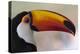 Brazil, the Pantanal Wetland, Toco Toucan in Early Morning Light-Judith Zimmerman-Premier Image Canvas