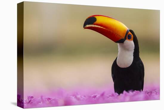 Brazil. Toco Toucan in the Pantanal.-Ralph H. Bendjebar-Premier Image Canvas