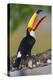 Brazil. Toco Toucan in the Pantanal.-Ralph H. Bendjebar-Premier Image Canvas