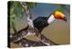 Brazil. Toco Toucan in the Pantanal.-Ralph H. Bendjebar-Premier Image Canvas