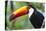 Brazil. Toco Toucan in the Pantanal.-Ralph H. Bendjebar-Premier Image Canvas