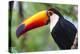 Brazil. Toco Toucan in the Pantanal.-Ralph H. Bendjebar-Premier Image Canvas