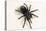 Brazilian Black Tarantula (Theraphosidae), captive, Brazil, South America-Janette Hill-Premier Image Canvas